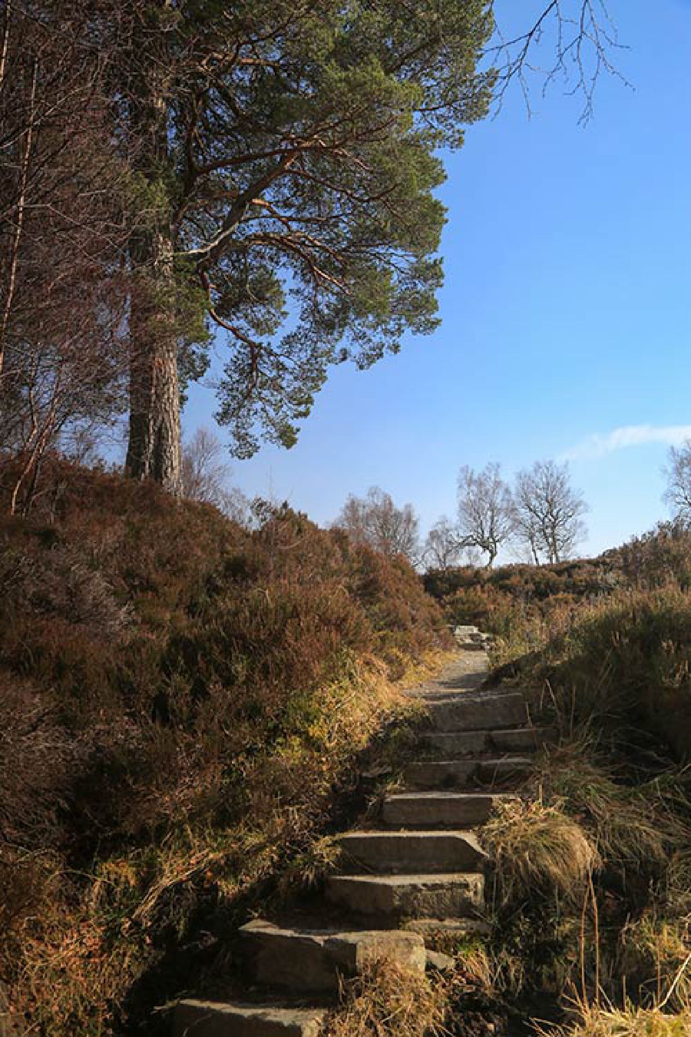 Pine tree and steps